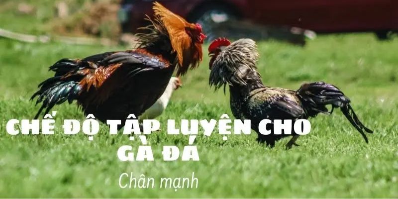 Cách Nuôi Gà Đá Chân Mạnh - Bí Quyết Huấn Luyện Thần Kê 4 Cách nuôi gà đá chân mạnh thông qua bài tập huấn luyện