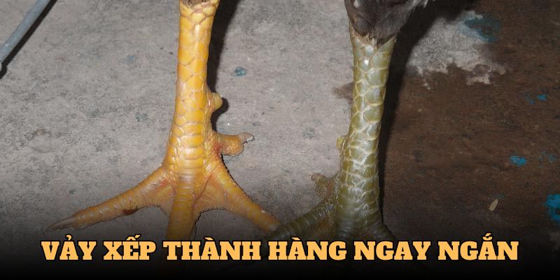 Cách xem tướng gà đá dựa vào vảy